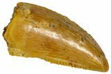 Serrated Raptor Premaxillary Tooth - Real Dinosaur Tooth #361055-1